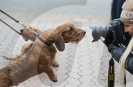 FEATURE - Grosses Schaulaufen an der Hundeshow "Crufts" in Birmingham