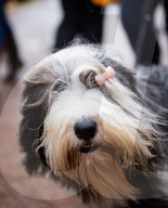 FEATURE - Grosses Schaulaufen an der Hundeshow "Crufts" in Birmingham