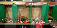 FEATURE - Grosses Schaulaufen an der Hundeshow "Crufts" in Birmingham