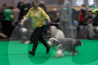 FEATURE - Grosses Schaulaufen an der Hundeshow "Crufts" in Birmingham