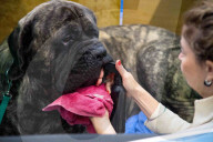 FEATURE - Grosses Schaulaufen an der Hundeshow "Crufts" in Birmingham