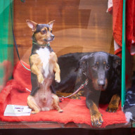 FEATURE - Grosses Schaulaufen an der Hundeshow "Crufts" in Birmingham