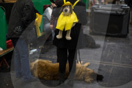 FEATURE - Grosses Schaulaufen an der Hundeshow "Crufts" in Birmingham