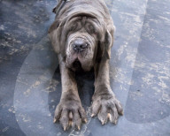 FEATURE - Grosses Schaulaufen an der Hundeshow "Crufts" in Birmingham