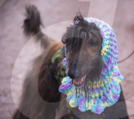 FEATURE - Grosses Schaulaufen an der Hundeshow "Crufts" in Birmingham