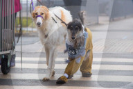 FEATURE - Grosses Schaulaufen an der Hundeshow "Crufts" in Birmingham