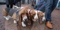 FEATURE - Grosses Schaulaufen an der Hundeshow "Crufts" in Birmingham