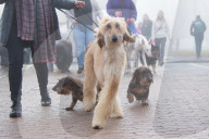 FEATURE - Grosses Schaulaufen an der Hundeshow "Crufts" in Birmingham