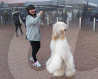FEATURE - Grosses Schaulaufen an der Hundeshow "Crufts" in Birmingham