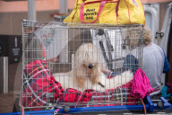 FEATURE - Grosses Schaulaufen an der Hundeshow "Crufts" in Birmingham