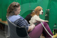 FEATURE - Grosses Schaulaufen an der Hundeshow "Crufts" in Birmingham