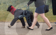 FEATURE - Grosses Schaulaufen an der Hundeshow "Crufts" in Birmingham