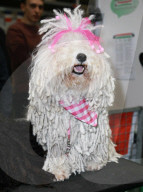 FEATURE - Grosses Schaulaufen an der Hundeshow "Crufts" in Birmingham