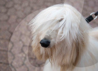 FEATURE - Grosses Schaulaufen an der Hundeshow "Crufts" in Birmingham