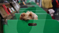 FEATURE - Crufts - Weitere Impressionen der grössten  Hundeshow der Welt in Birmingham