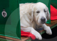 FEATURE - Crufts - Weitere Impressionen der grössten  Hundeshow der Welt in Birmingham