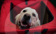 FEATURE - Crufts - Weitere Impressionen der grössten  Hundeshow der Welt in Birmingham