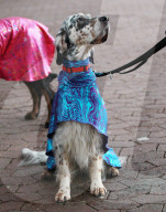 FEATURE - Crufts - Weitere Impressionen der grössten  Hundeshow der Welt in Birmingham