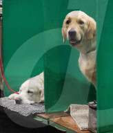 FEATURE - Crufts - Weitere Impressionen der grössten  Hundeshow der Welt in Birmingham