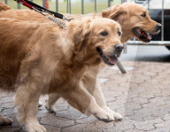 FEATURE - Crufts - Weitere Impressionen der grössten  Hundeshow der Welt in Birmingham