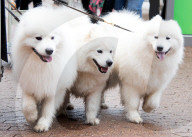 FEATURE - Crufts - Weitere Impressionen der grössten  Hundeshow der Welt in Birmingham