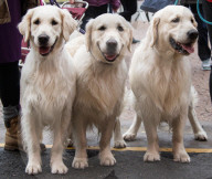 FEATURE - Crufts - Weitere Impressionen der grössten  Hundeshow der Welt in Birmingham