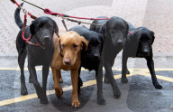 FEATURE - Crufts - Weitere Impressionen der grössten  Hundeshow der Welt in Birmingham