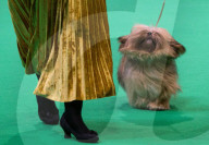 FEATURE - Crufts - Weitere Impressionen der grössten  Hundeshow der Welt in Birmingham