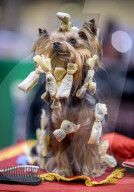 FEATURE - Crufts - Weitere Impressionen der grössten  Hundeshow der Welt in Birmingham