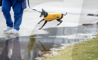 FEATURE - Crufts - Weitere Impressionen der grössten  Hundeshow der Welt in Birmingham