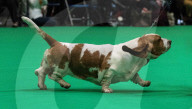 FEATURE - Crufts - Weitere Impressionen der grössten  Hundeshow der Welt in Birmingham