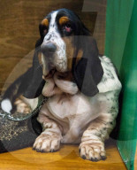 FEATURE - Crufts - Weitere Impressionen der grössten  Hundeshow der Welt in Birmingham