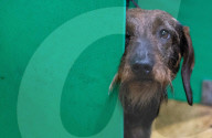FEATURE - Crufts - Weitere Impressionen der grössten  Hundeshow der Welt in Birmingham