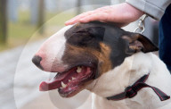 FEATURE - Crufts - Weitere Impressionen der grössten  Hundeshow der Welt in Birmingham