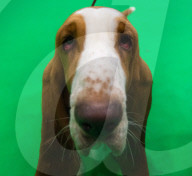 FEATURE - Crufts - Weitere Impressionen der grössten  Hundeshow der Welt in Birmingham