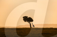 FEATURE - Pix of the Day: Bilder des Tages