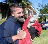FEATURE - Iguana-Rettungsaktion wÃ¤hrend der KÃ¤ltewelle in Florida
