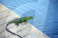 FEATURE - Iguana-Rettungsaktion wÃ¤hrend der KÃ¤ltewelle in Florida