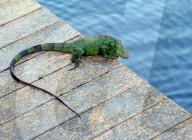 FEATURE - Iguana-Rettungsaktion wÃ¤hrend der KÃ¤ltewelle in Florida