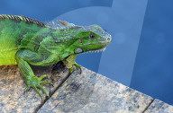 FEATURE - Iguana-Rettungsaktion wÃ¤hrend der KÃ¤ltewelle in Florida