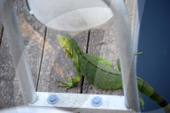 FEATURE - Iguana-Rettungsaktion wÃ¤hrend der KÃ¤ltewelle in Florida