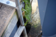 FEATURE - Iguana-Rettungsaktion wÃ¤hrend der KÃ¤ltewelle in Florida
