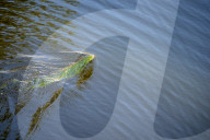 FEATURE - Iguana-Rettungsaktion wÃ¤hrend der KÃ¤ltewelle in Florida