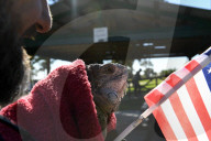 FEATURE - Iguana-Rettungsaktion wÃ¤hrend der KÃ¤ltewelle in Florida