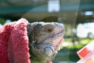 FEATURE - Iguana-Rettungsaktion wÃ¤hrend der KÃ¤ltewelle in Florida