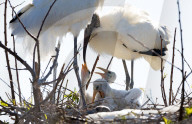 FEATURE - Storchenbabies in Florida