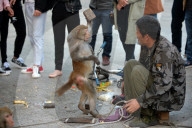 FEATURE - China: Tanzaffen in den Strassen von Xuancheng