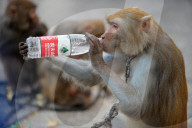 FEATURE - China: Tanzaffen in den Strassen von Xuancheng