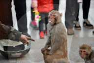 FEATURE - China: Tanzaffen in den Strassen von Xuancheng