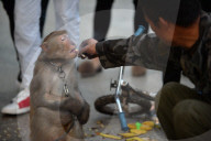 FEATURE - China: Tanzaffen in den Strassen von Xuancheng